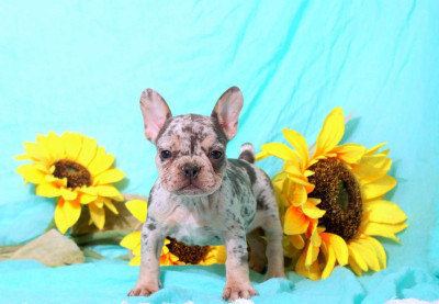 Male And Female French Bulldog Puppies Available