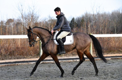 8yr 16.2 h gelding horse for sale