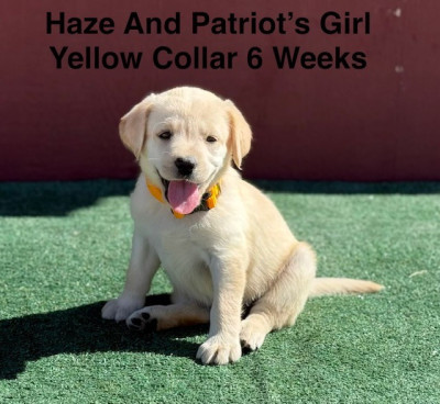 AKC Yellow And Champagne Labrador Puppies