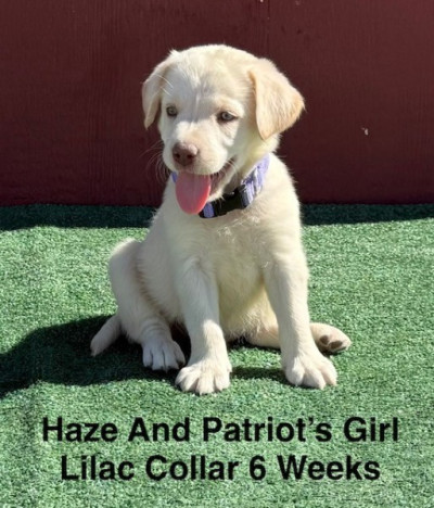 AKC Yellow And Champagne Labrador Puppies