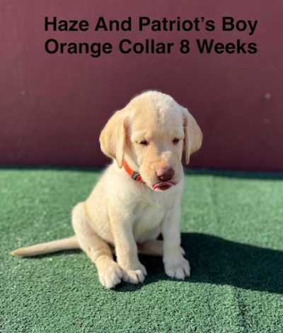 AKC Yellow And Champagne Labrador Puppies