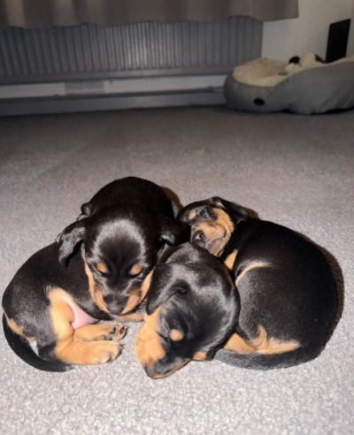 Miniature dachshund puppies 