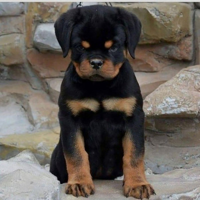 Rottweiler Puppies available for adoption / Call/T