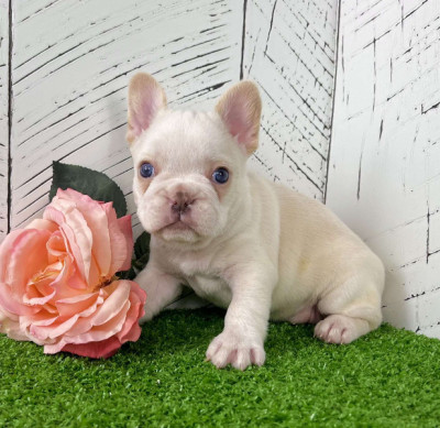 Male And Female French Bulldog Puppies Available