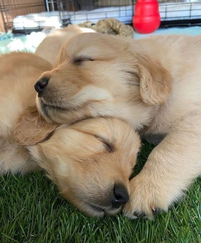 golden retriever puppies for sale 