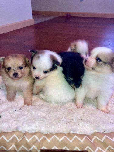 Fluffy Female Pomeranian Puppies