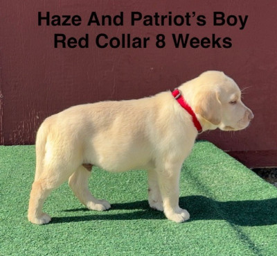 AKC Yellow And Champagne Labrador Puppies