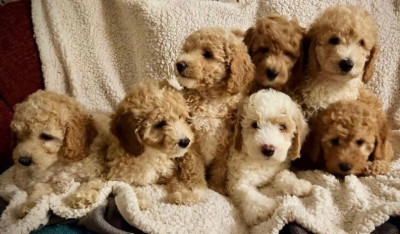 Stunning Small Miniature Goldendoodle Puppies