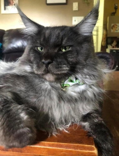 Beautiful Fluffy European CFA Maine Coon Kittens