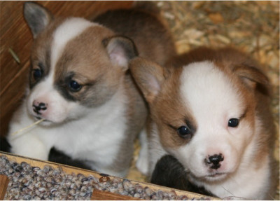 AKC Pembroke Welsh Corgis in S.W. WI