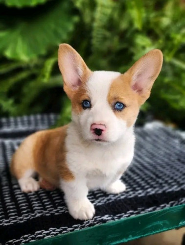 Cute Pembroke Welsh Corgi Puppies 