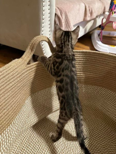 Adorable Bengal kittens