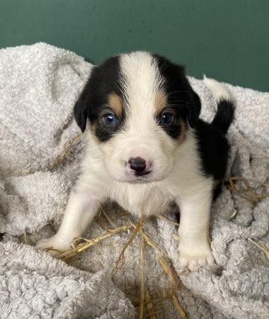 Basset hound cross border collie pups