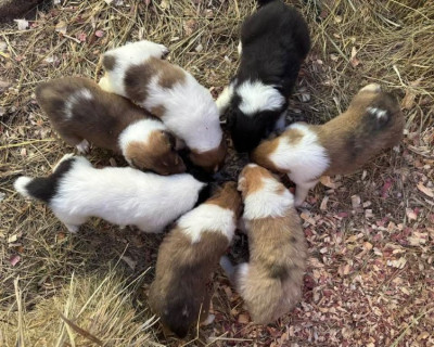 Collies rough two litters Missouri delivery possib