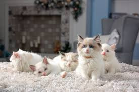 ragdoll kittens for sale