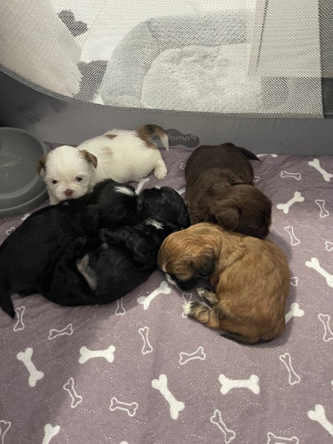 Shih Tzu puppies for sale