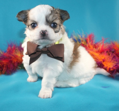 We have males and females chihuahua  puppies.