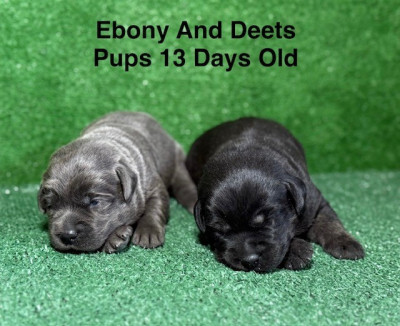 Pups 13 Days Old #2.jpg