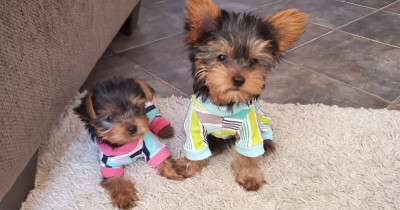 Boy &amp; Girl Yorkies Puppies Looking 4 New Homes.. 