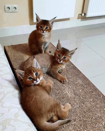 F5 Caracat Kittens