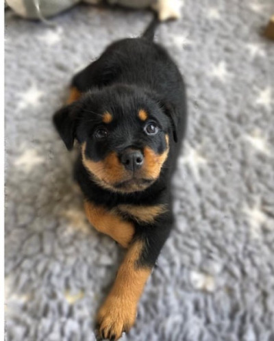 Rottweiler Puppies available for adoption / Call/T