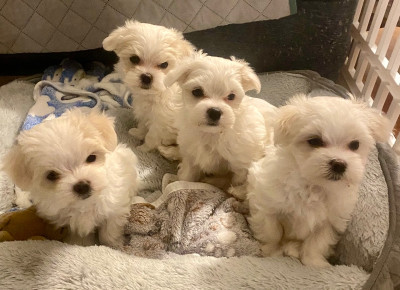 Maltese puppies 