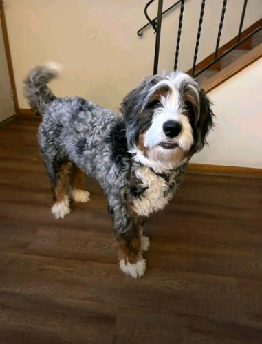 Bernedoodle For Adoption And Rehoming 