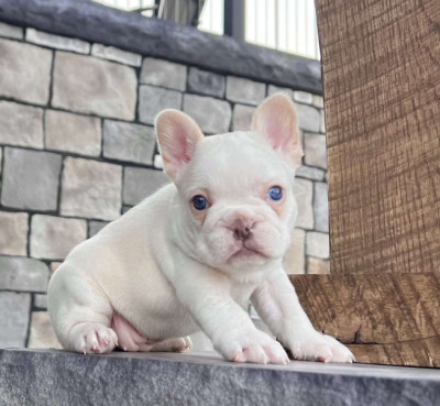 Home Raised English Bulldog Puppies Available