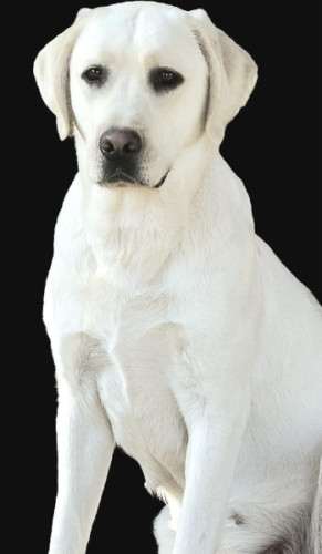 AKC (MH) Bloodline Lab Puppies, Upcoming Litter!